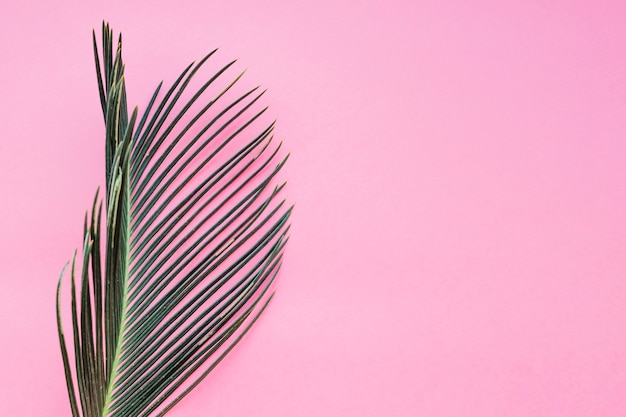 Textured leaf on pink