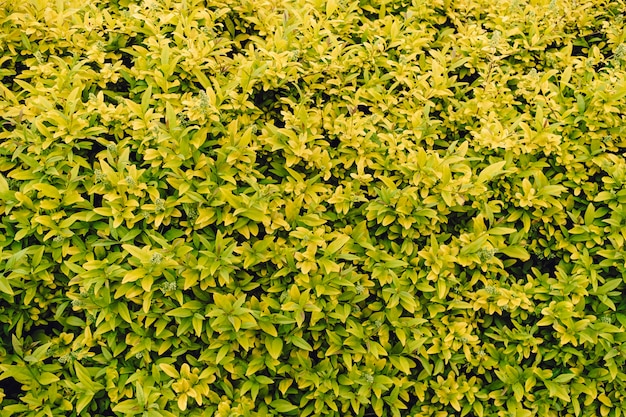 Textured natural background of many green leaves