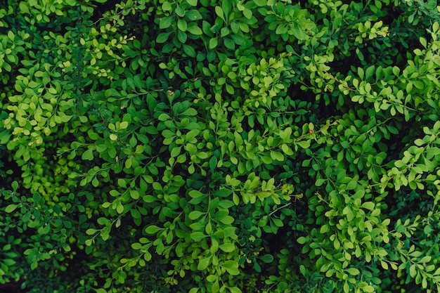 Textured natural background of many green leaves