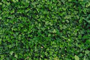 Free photo textured natural background of many green leaves