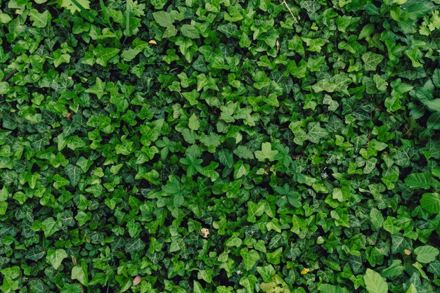 Textured natural background of many green leaves