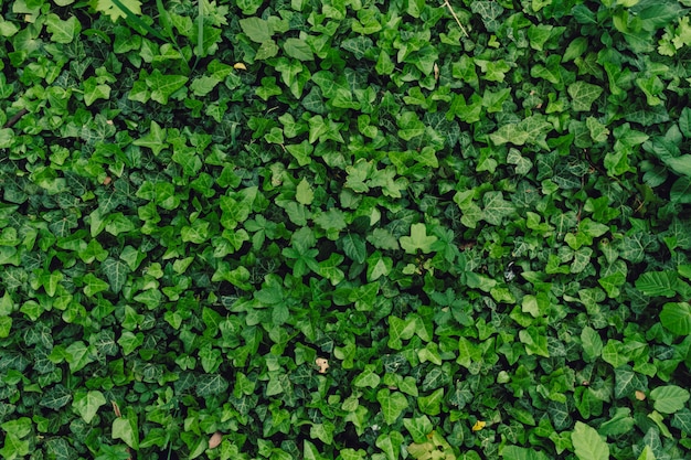 많은 녹색 잎의 자연 배경 질감