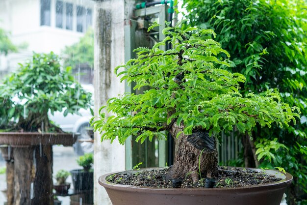 Premium Photo Tamarind On The Tree Which Is Fully Grown Ready To Harvest