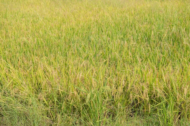 タイの伝統的な稲作。秋の稲作風景。田んぼと空。水田の耳にタイの米の種。美しい田んぼと稲の穂雲と空を背景に朝日。