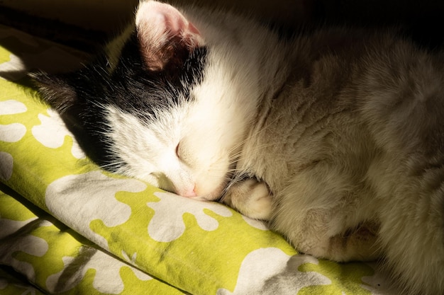 고양이는 태양 아래 쉬고 있고 새끼 고양이는 담요 위에서 자고 있습니다.