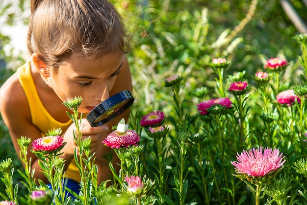 子供は虫眼鏡で植物を調べます。セレクティブフォーカス。 Premium写真