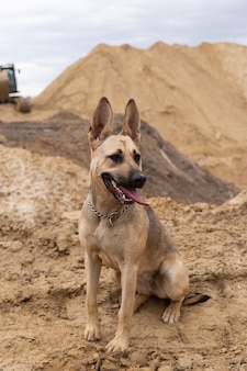Собака сидит на фоне песчаных гор собака подчиняется командам