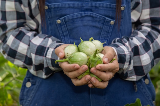 無料写真 農家の手、野菜を手に持った女性、そして田んぼ。