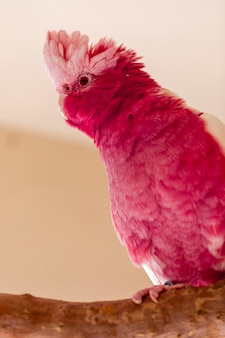 분홍색과 회색으로도 알려진 갈라(eolophus roseicapilla)는 가장 흔하고 널리 퍼진 앵무새 중 하나입니다.