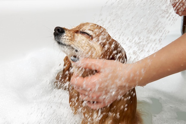 お風呂の女の子はシャワーで犬を洗います