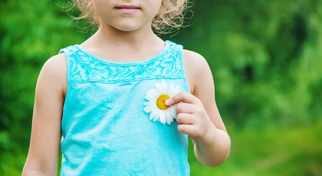 Девушка держит в руках цветы ромашки. выборочный фокус.