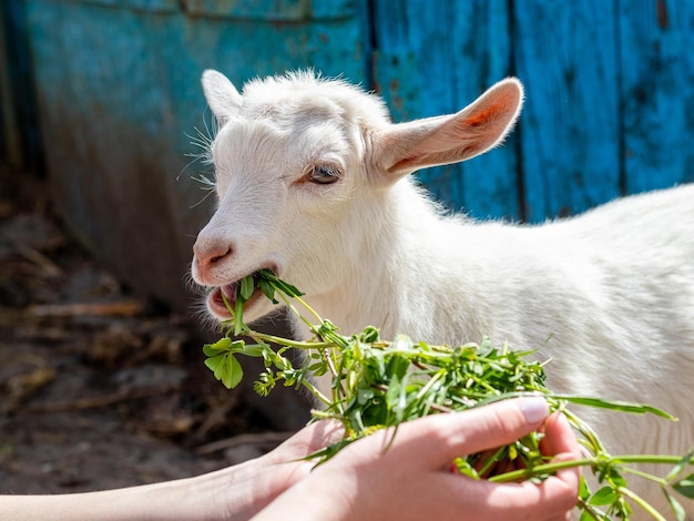 女の子​は​新鮮な​緑​の​草​の​手​に​持って​、​小さな​ヤギ​に​餌​を​やる​。​動物​の​世話