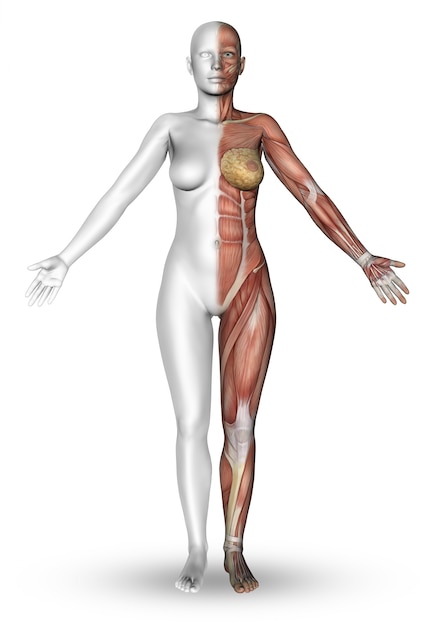 無料写真 筋肉のマップを示す半体と女性像のレンダリング3d