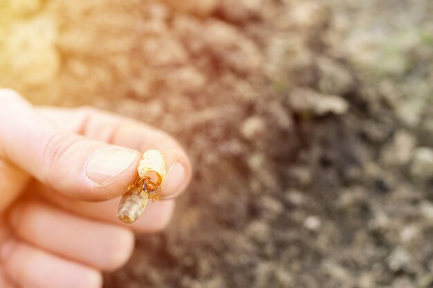 庭の春にオスの手でカブトムシやコックチェーファーの虫の幼虫 プレミアム写真 庭の春にオスの手でカブトムシやコックチェーファーの虫の幼虫 プレミアム写真