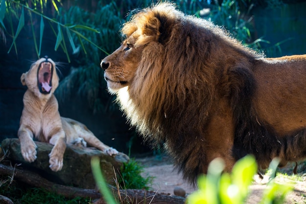 ライオンはジャングルと捕食者の王です