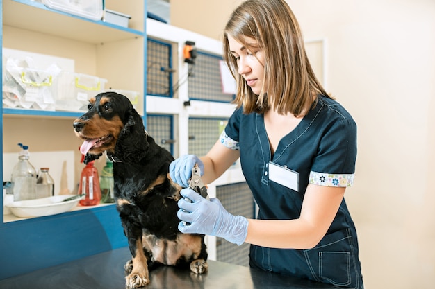 약, 애완 동물 관리 및 사람들이 개념-수의사 클리닉에서 개와 수의사