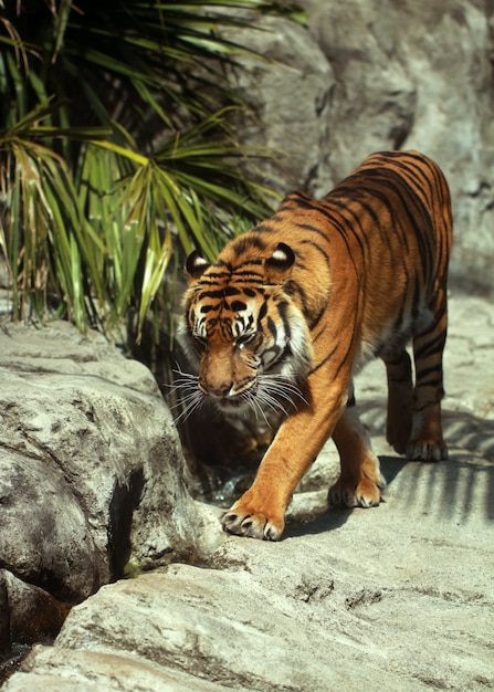 Бесплатное фото Шагающий тигр