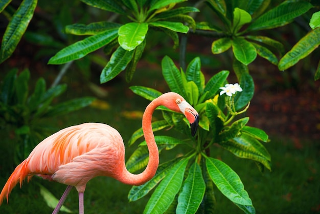 Розовый карибский фламинго идет по воде. розовый фламинго идет по болоту. Premium Фотографии