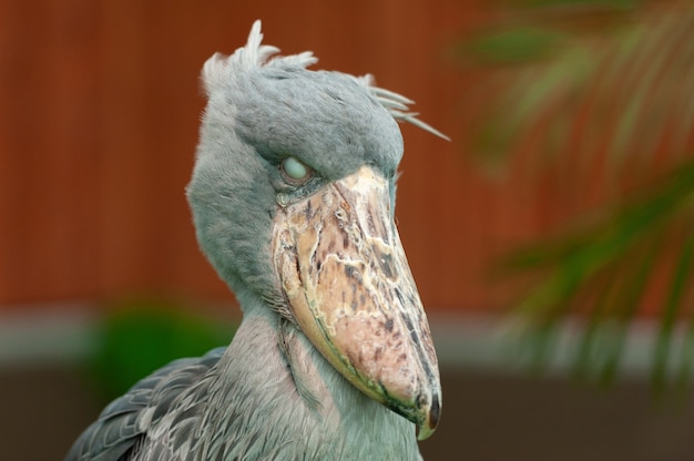 희귀하고 이국적인 큰 새 shoebill balaeniceps rex는 고래 머리 고래 머리 황새 또는 신발 부리 황새로도 알려져 있습니다.