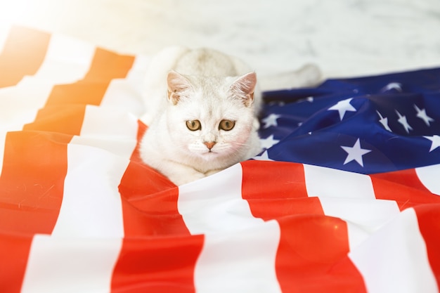 銀色のブリティッシュ猫はアメリカの国旗の上に横たわっています。愛国的な猫。アメリカのシンボル。独立記念日を待っています。