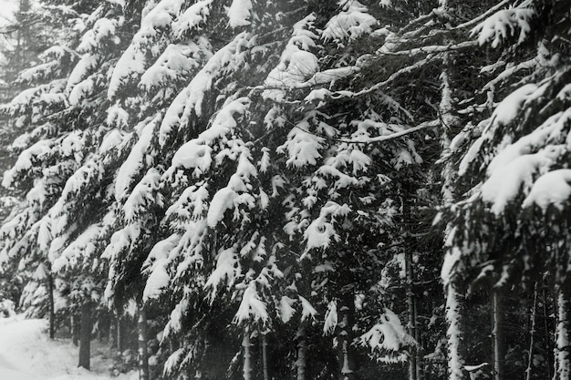 Foto gratuita fitta foresta innevata