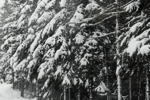 厚い雪の多い森