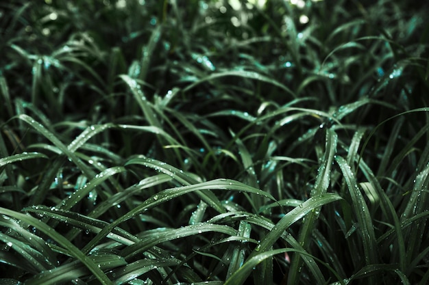 Thicket of dark wet grass