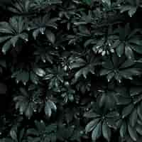 Free photo thicket of tropical plant