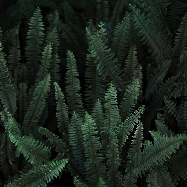 Thicket of wild fern