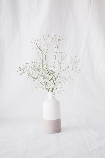 Thin green plant branches with flowers in vase