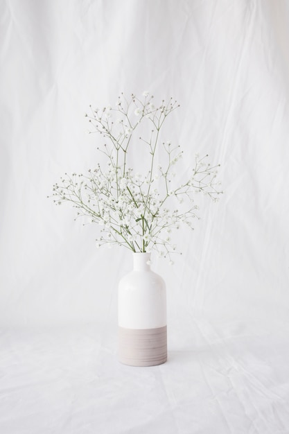 Thin green plant branches with flowers in vase