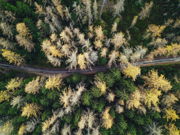 Thin narrow road in a forest shot from an aerial view