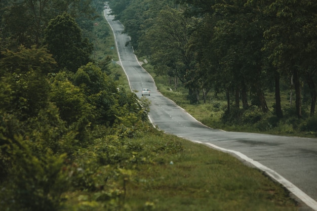 thin road in a forest