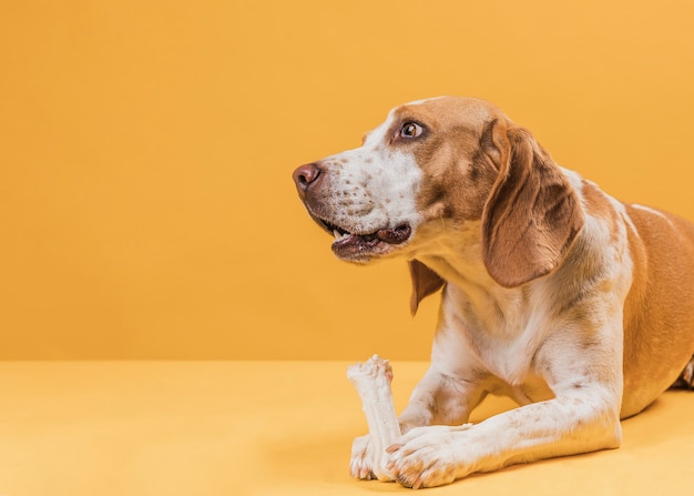 Thinking dog holding a bone and looking away