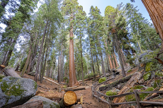 Thinning the grove in the Park