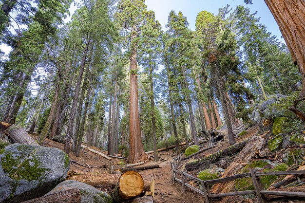 Thinning the grove in the Park