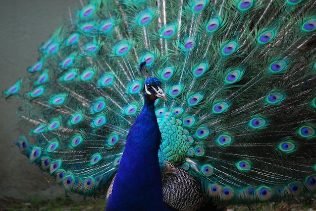 This peacock is attempting to attract his mate with his feather's expanded