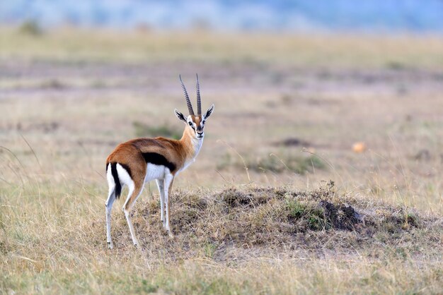 Thomson's gazelle on savanna in National park of Africa