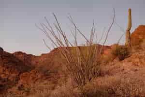 無料写真 岩と砂漠の山の自然写真のとげの茂み