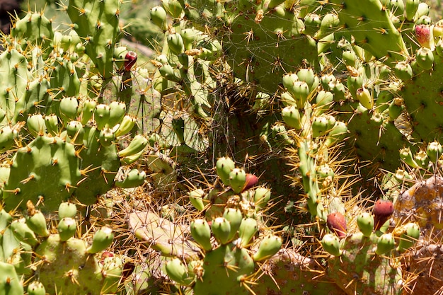 Thorny cacti with fruit