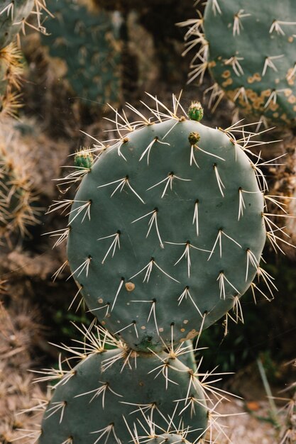 Thorny cactus in desert