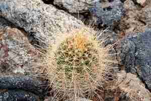Free photo thorny cactus growing through rocks