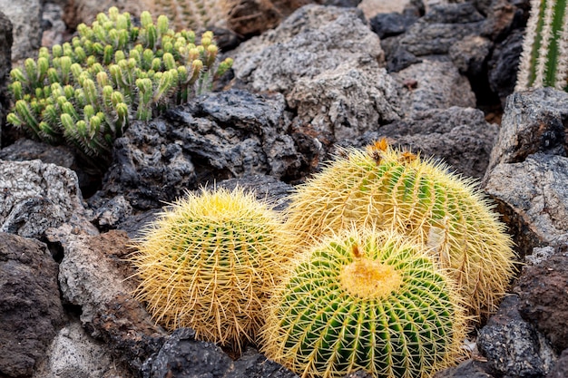 Thorny cactuses between rocks