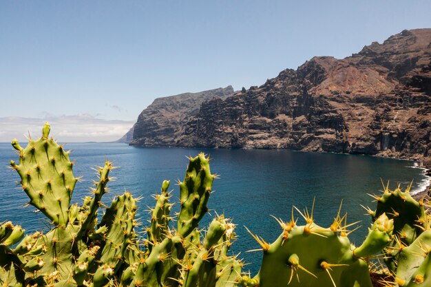 Thorny cactuses with cliffs on background