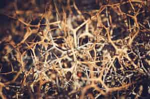 Free photo thorny hedge. natural background