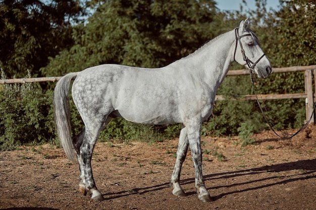 Thoroughbred horse in a pen outdoors. White horse side view