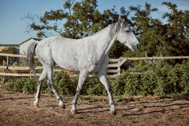 屋外のペンでサラブレッドの馬。白い馬の側面図