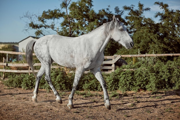 Thoroughbred horse in a pen outdoors. White horse side view