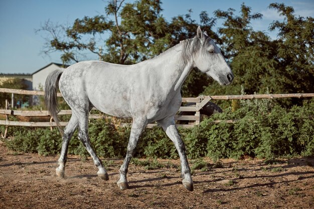 Thoroughbred horse in a pen outdoors. White horse side view