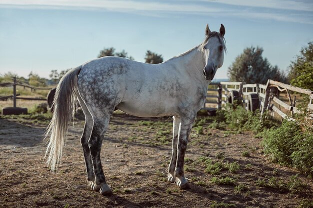 Thoroughbred horse in a pen outdoors. White horse side view